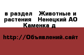  в раздел : Животные и растения . Ненецкий АО,Каменка д.